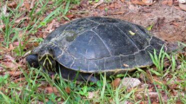 Big turtle on the path