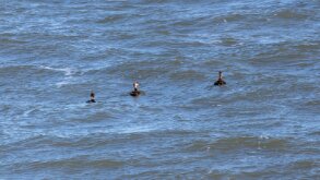 Possible Black Scoters