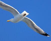 Herring Gull Flyby
