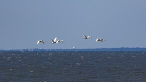 Mute Swan Flyby