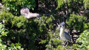 Male and Female Black-Crowned Night Herons