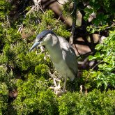 Night Heron 1