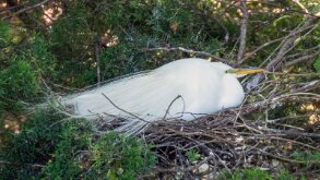 Egret sitting on eggs