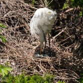 Egret examining eggs