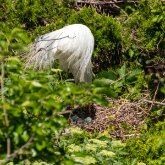 Egret with eggs