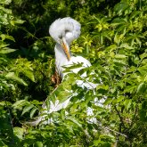 Egret Preening