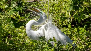 Egret mating ritual 1